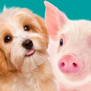 Een plaatje van een puppy en een biggetje naast elkaar.